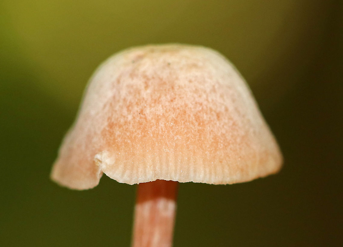 Laccaria laccata Habitat: Deciduous forest<br />
<figure class="photo"><a href="https://www.jungledragon.com/image/92014/laccaria_laccata.html" title="Laccaria laccata"><img src="https://s3.amazonaws.com/media.jungledragon.com/images/3232/92014_thumb.jpg?AWSAccessKeyId=05GMT0V3GWVNE7GGM1R2&Expires=1767225610&Signature=ft95uXeNZzWKutWc0RkH9shzMFg%3D" width="116" height="152" alt="Laccaria laccata Habitat: Deciduous forest<br />
https://www.jungledragon.com/image/92016/laccaria_laccata.html<br />
https://www.jungledragon.com/image/92015/laccaria_laccata.html Geotagged,Laccaria,Laccaria laccata,Laccaria laccata group,Summer,United States,fungus,mushroom" /></a></figure><br />
<figure class="photo"><a href="https://www.jungledragon.com/image/92015/laccaria_laccata.html" title="Laccaria laccata"><img src="https://s3.amazonaws.com/media.jungledragon.com/images/3232/92015_thumb.jpg?AWSAccessKeyId=05GMT0V3GWVNE7GGM1R2&Expires=1767225610&Signature=o5b2EnLG3yBXI5hq%2BB55Db3z0V4%3D" width="200" height="164" alt="Laccaria laccata Habitat: Deciduous forest<br />
https://www.jungledragon.com/image/92016/laccaria_laccata.html<br />
https://www.jungledragon.com/image/92014/laccaria_laccata.html Geotagged,Laccaria laccata,Summer,United States" /></a></figure> Geotagged,Laccaria laccata,Summer,United States