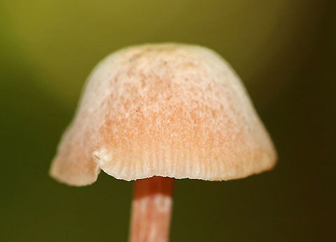 Laccaria laccata Habitat: Deciduous forest
https://www.jungledragon.com/image/92014/laccaria_laccata.html
https://www.jungledragon.com/image/92015/laccaria_laccata.html Geotagged,Laccaria laccata,Summer,United States