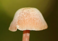 Laccaria laccata Habitat: Deciduous forest<br />
https://www.jungledragon.com/image/92014/laccaria_laccata.html<br />
https://www.jungledragon.com/image/92015/laccaria_laccata.html Geotagged,Laccaria laccata,Summer,United States