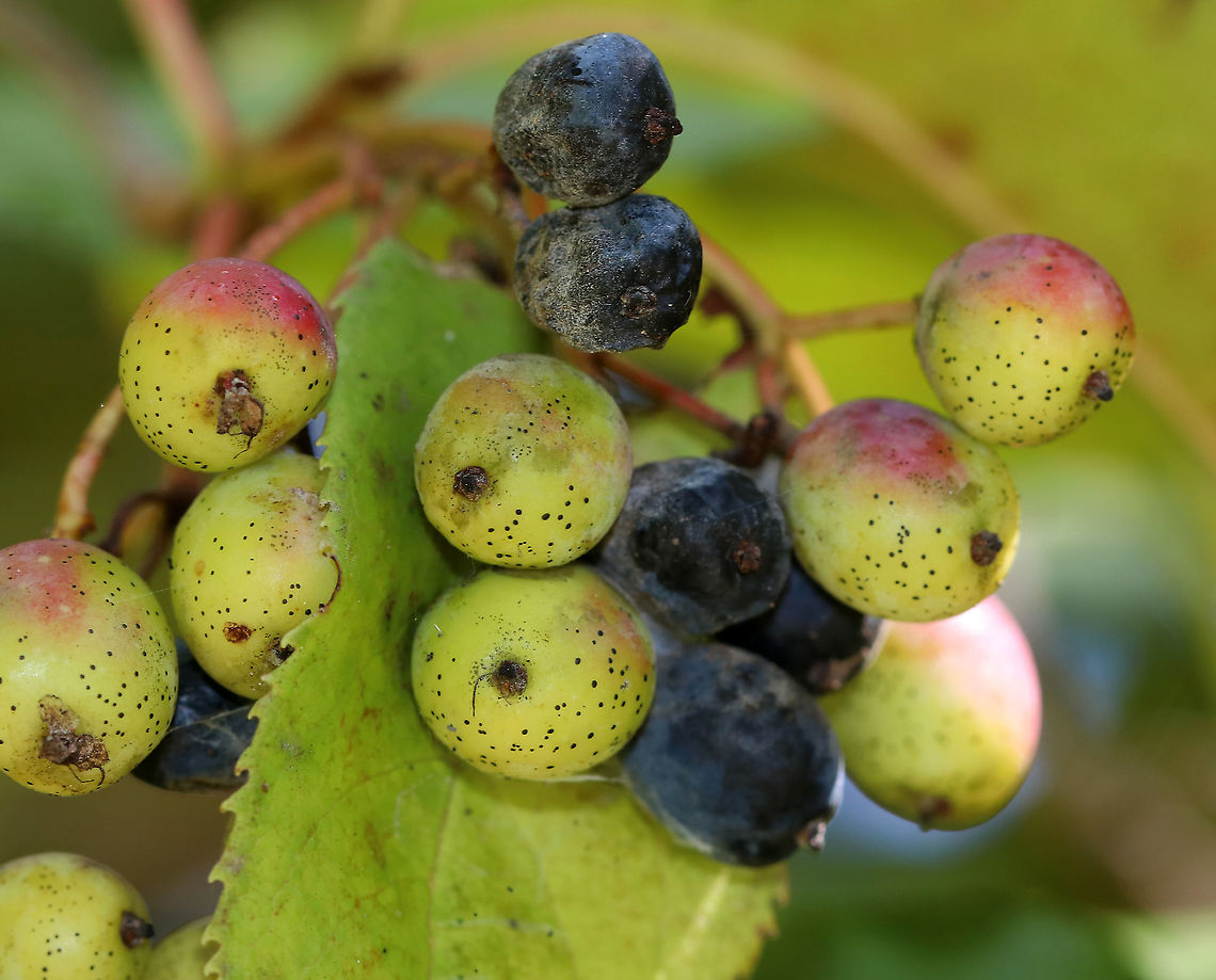 Nannyberry - Viburnum lentago *I am not sure if the ID is correct*<br />
<br />
Habitat: Wetland margin<br />
<figure class="photo"><a href="https://www.jungledragon.com/image/92022/nannyberry_-_viburnum_lentago.html" title="Nannyberry - Viburnum lentago"><img src="https://s3.amazonaws.com/media.jungledragon.com/images/3232/92022_thumb.jpg?AWSAccessKeyId=05GMT0V3GWVNE7GGM1R2&Expires=1770854410&Signature=XranKA%2FrM26Eu0F6cJSbPMnOR9M%3D" width="120" height="152" alt="Nannyberry - Viburnum lentago *I am not sure if the ID is correct*<br />
<br />
Habitat: Wetland margin<br />
https://www.jungledragon.com/image/92021/nannyberry_-_viburnum_lentago.html Geotagged,Summer,United States,Viburnum lentago" /></a></figure> Geotagged,Summer,United States,Viburnum,Viburnum lentago,nannyberry,sheepberry,sweet viburnum