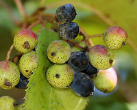 Nannyberry - Viburnum lentago *I am not sure if the ID is correct*<br />
<br />
Habitat: Wetland margin<br />
https://www.jungledragon.com/image/92022/nannyberry_-_viburnum_lentago.html Geotagged,Summer,United States,Viburnum,Viburnum lentago,nannyberry,sheepberry,sweet viburnum