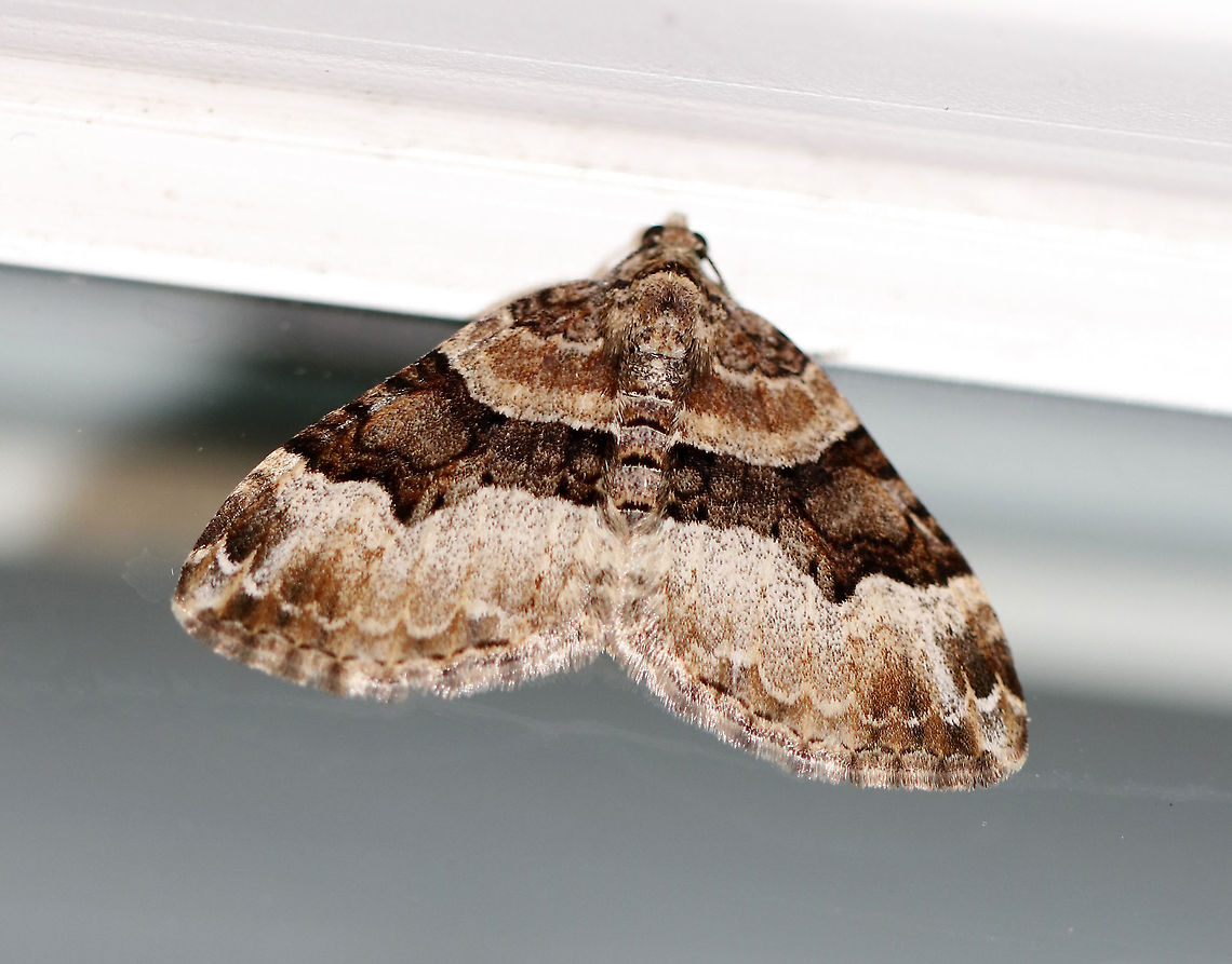 Toothed Brown Carpet - Xanthorhoe lacustrata Wingspan: ~20 mm. Pale forewings with brown inner basal patch and shading beyond the scalloped, whitish subterminal line. Brown subapical patch and subterminal spots are diffuse.<br />
<br />
Habitat: Attracted to a light at night in a rural area.<br />
<br />
2020(9) Geotagged,Spring,Toothed Brown Carpet,United States,Xanthorhoe,Xanthorhoe lacustrata,moth