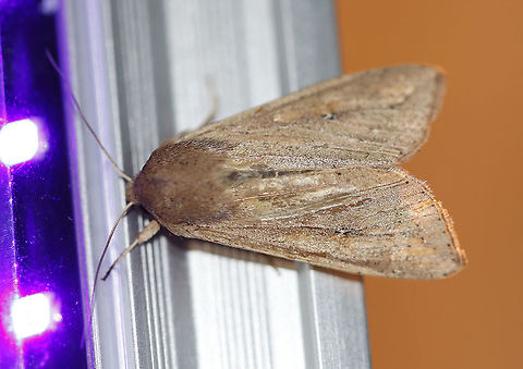 White-Speck Moth - Mythimna unipuncta TL: ~20 mm. FW was tan-brown and was peppered with few darker scales; A tiny, white speck touches the inner part of the reniform spot; a thin dark line slants inward from the apex.

Habitat: Attracted to a 395 nm light in a rural area

2020(10) Geotagged,Mythimna unipuncta,Spring,United States,White-speck,moth