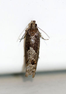Bare-patched Leafroller - Pseudexentera spoliana TL: ~8mm

Habitat: Attracted to a 395 nm light in a rural area

2020(11) Geotagged,Pseudexentera,Pseudexentera spoliana,Spring,United States,bare-patched leafroller,moth