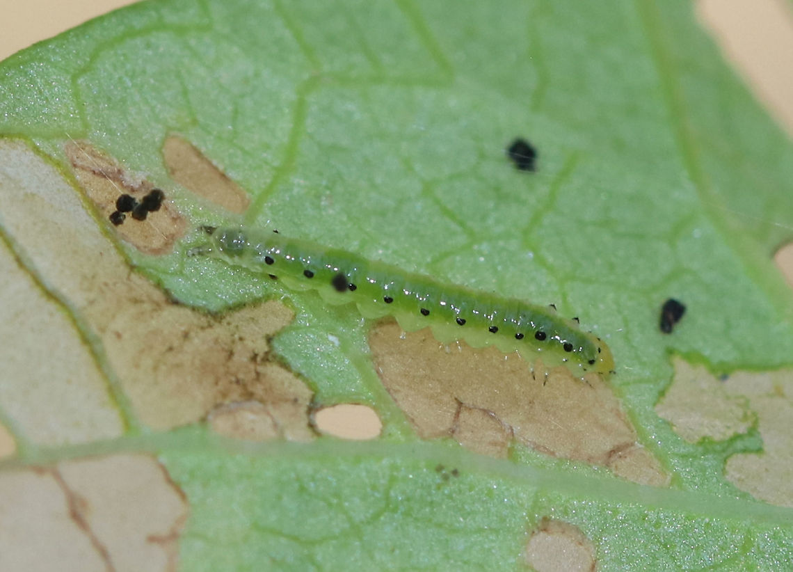 Green Larva - Unidentified Habitat: On bindweed/morning glory Geotagged,Summer,United States,caterpillar,larva