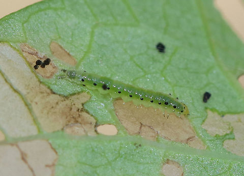 Green Larva - Unidentified Habitat: On bindweed/morning glory Geotagged,Summer,United States,caterpillar,larva