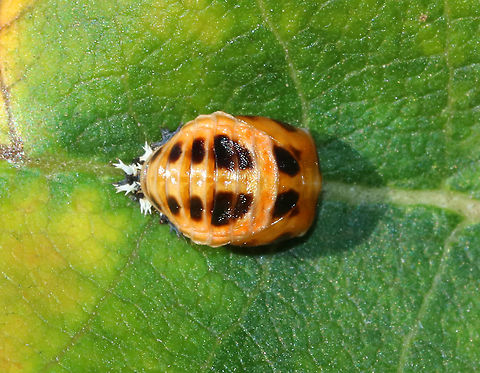 Multicolored Asian Lady Beetle Pupa - Harmonia axyridis Habitat: Glued to a milkweed leaf
https://www.jungledragon.com/image/92057/multicolored_asian_lady_beetle_pupa_-_harmonia_axyridis.html
 Geotagged,Harmonia axyridis,Multicolored Asian Lady Beetle Pupa,Summer,United States,beetle,beetle pupa,ladybug,ladybug pupa,pupa