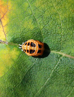 Multicolored Asian Lady Beetle Pupa - Harmonia axyridis Habitat: Glued to a milkweed leaf
https://www.jungledragon.com/image/92056/multicolored_asian_lady_beetle_pupa_-_harmonia_axyridis.html Geotagged,Harmonia axyridis,Summer,United States,pupa