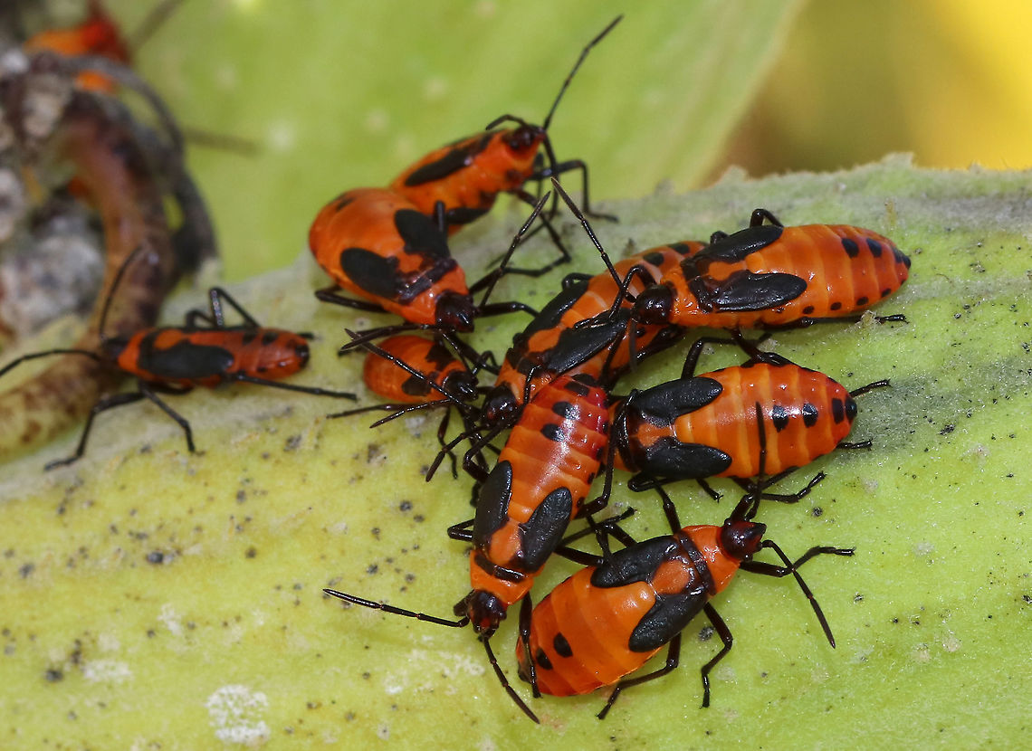 Large Milkweed Bug Nymph - Oncopeltus fasciatus Late instar that are overall orange-yellow and black in color. They have black abdominal spots, orange pronotum with black posterior margin, and black wingpads.<br />
<br />
Oncopeltus fasciatus is considered to be a model organism, and is often reared for laboratory experiments. These insects are very easy to rear and handle, have a short developmental time, and high fecundity. When I was in graduate school, I reared these insects and helped conduct experiments to investigate the potential for nontarget effects of entomopathogenic fungi used in the biological control of ticks. Geotagged,Large milkweed bug,Oncopeltus,Oncopeltus fasciatus,Summer,United States,bug,milkweed bug,nymph