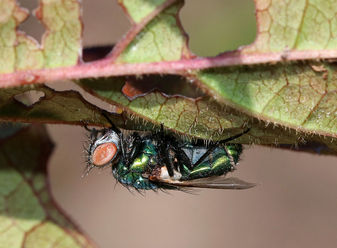 Greenbottle Fly (Lucilia sericata) Infected with Entomophthora muscae You can see the fungus emerging from the intersegmental membranes on this fly's abdomen. Gnarly!<br />
<br />
E. muscae has potential for use as a biocontrol agent, but there are some technical problems preventing its use.<br />
<br />
Habitat: Infected fly was stuck to a leaf in a rural garden. Common green bottle fly,Geotagged,Lucilia sericata,Summer,United States,fly