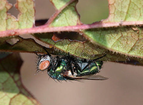 Greenbottle Fly (Lucilia sericata) Infected with Entomophthora muscae You can see the fungus emerging from the intersegmental membranes on this fly's abdomen. Gnarly!

E. muscae has potential for use as a biocontrol agent, but there are some technical problems preventing its use.

Habitat: Infected fly was stuck to a leaf in a rural garden. Common green bottle fly,Geotagged,Lucilia sericata,Summer,United States,fly