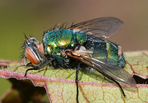 Entomophthora muscae in Greenbottle Fly (Lucilia sericata) Host You can see the fungus emerging from the intersegmental membranes on this fly's abdomen. Gnarly!

E. muscae has potential for use as a biocontrol agent, but there are some technical problems preventing its use.

Habitat: Infected fly was stuck to a leaf in a rural garden. Entomophthora,Entomophthora muscae,Geotagged,Summer,United States,biocontrol,entomopathogenic fungi,fly,fungus,infected fly