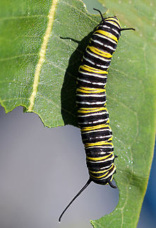 Monarch Caterpillar - Danaus plexippus The thickness of the black bands on this caterpillar suggests that it is likely infected with black death (Nuclear Polyhedrosis Virus). The caterpillar was still feeding, but was mostly unresponsive.

This virus enters the nucleus of infected cells and reproduces until the cell begins to produce crystals in the fluids of its host. The host becomes swollen with virus-containing fluid, turns black, and dies.

Habitat: Milkweed in a meadow Danaus plexippus,Geotagged,Monarch butterfly,Summer,United States,caterpillar,larva,monarch