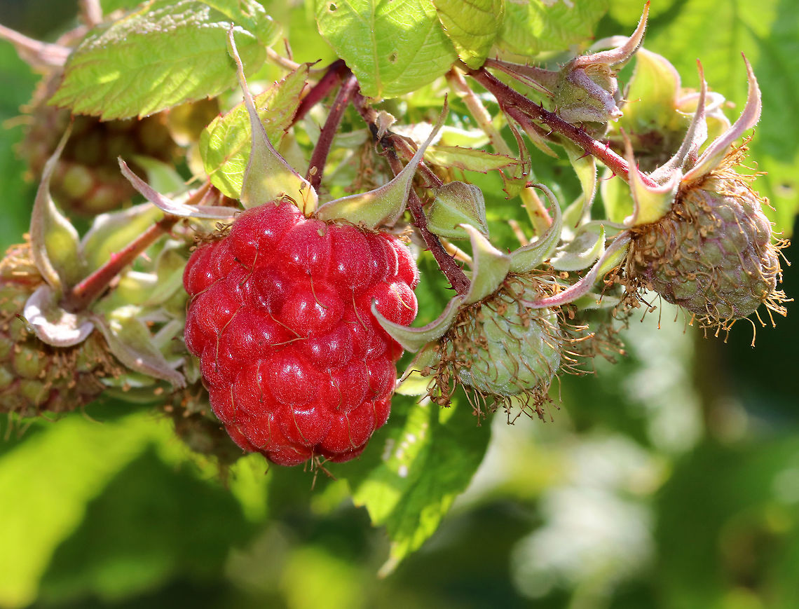 American Red Raspberry - Rubus strigosus Native to much of North America.<br />
<br />
Habitat: Meadow edge (cultivated) American Raspberry,American red raspberry,Geotagged,R. idaeus ssp. strigosus,Rubus,Rubus idaeus,Rubus idaeus var. strigosus,Rubus strigosus,Summer,United States,raspberry
