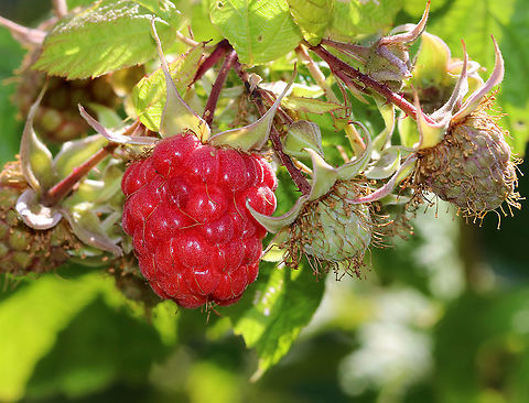 American Red Raspberry - Rubus strigosus Native to much of North America.

Habitat: Meadow edge (cultivated) American Raspberry,American red raspberry,Geotagged,R. idaeus ssp. strigosus,Rubus,Rubus idaeus,Rubus idaeus var. strigosus,Rubus strigosus,Summer,United States,raspberry