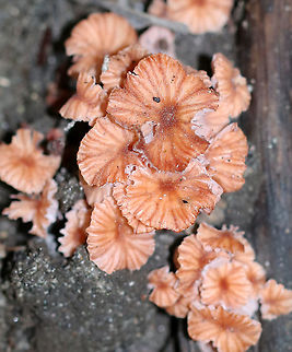 Mushrooms - Laccaria sp. Maybe Laccaria tortilis?

Habitat: Growing in clusters near rotting wood, but on dirt; Mixed forest
https://www.jungledragon.com/image/92079/mushrooms_-_laccaria_sp.html
https://www.jungledragon.com/image/92078/mushrooms_-_laccaria_sp.html
https://www.jungledragon.com/image/92077/mushrooms_-_laccaria_sp.html Geotagged,Summer,United States,fungus,laccaria,mushrooms