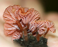 Mushrooms - Laccaria sp. Maybe Laccaria tortilis?<br />
<br />
Habitat: Growing in clusters near rotting wood, but on dirt; Mixed forest<br />
https://www.jungledragon.com/image/92078/mushrooms_-_laccaria_sp.html<br />
https://www.jungledragon.com/image/92079/mushrooms_-_laccaria_sp.html<br />
https://www.jungledragon.com/image/92076/mushrooms_-_laccaria_sp.html Geotagged,Summer,United States