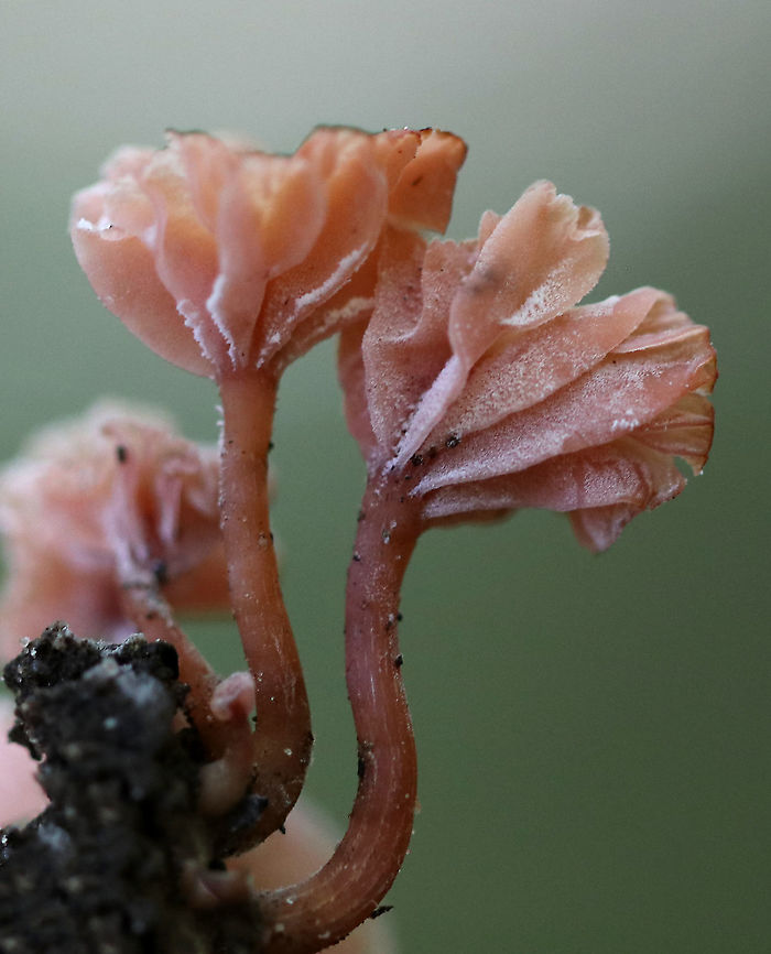 Mushrooms - Laccaria sp. Maybe Laccaria tortilis?<br />
<br />
Habitat: Growing in clusters near rotting wood, but on dirt; Mixed forest<br />
<figure class="photo"><a href="https://www.jungledragon.com/image/92076/mushrooms_-_laccaria_sp.html" title="Mushrooms - Laccaria sp."><img src="https://s3.amazonaws.com/media.jungledragon.com/images/3232/92076_thumb.jpg?AWSAccessKeyId=05GMT0V3GWVNE7GGM1R2&Expires=1759968010&Signature=txla3qt23zh6MUBDDWdhW3W7NHA%3D" width="128" height="152" alt="Mushrooms - Laccaria sp. Maybe Laccaria tortilis?<br />
<br />
Habitat: Growing in clusters near rotting wood, but on dirt; Mixed forest<br />
https://www.jungledragon.com/image/92079/mushrooms_-_laccaria_sp.html<br />
https://www.jungledragon.com/image/92078/mushrooms_-_laccaria_sp.html<br />
https://www.jungledragon.com/image/92077/mushrooms_-_laccaria_sp.html Geotagged,Summer,United States,fungus,laccaria,mushrooms" /></a></figure><br />
<figure class="photo"><a href="https://www.jungledragon.com/image/92079/mushrooms_-_laccaria_sp.html" title="Mushrooms - Laccaria sp."><img src="https://s3.amazonaws.com/media.jungledragon.com/images/3232/92079_thumb.jpg?AWSAccessKeyId=05GMT0V3GWVNE7GGM1R2&Expires=1759968010&Signature=%2BkHcbmrh%2By0ndEWkbqaWd1pe6hI%3D" width="200" height="196" alt="Mushrooms - Laccaria sp. Maybe Laccaria tortilis?<br />
<br />
Habitat: Growing in clusters near rotting wood, but on dirt; Mixed forest<br />
https://www.jungledragon.com/image/92076/mushrooms_-_laccaria_sp.html<br />
https://www.jungledragon.com/image/92078/mushrooms_-_laccaria_sp.html<br />
https://www.jungledragon.com/image/92077/mushrooms_-_laccaria_sp.html Geotagged,Summer,United States" /></a></figure><br />
<figure class="photo"><a href="https://www.jungledragon.com/image/92077/mushrooms_-_laccaria_sp.html" title="Mushrooms - Laccaria sp."><img src="https://s3.amazonaws.com/media.jungledragon.com/images/3232/92077_thumb.jpg?AWSAccessKeyId=05GMT0V3GWVNE7GGM1R2&Expires=1759968010&Signature=OB23Q6oRuMJSsBR5lTFPQBnq%2BZ4%3D" width="200" height="164" alt="Mushrooms - Laccaria sp. Maybe Laccaria tortilis?<br />
<br />
Habitat: Growing in clusters near rotting wood, but on dirt; Mixed forest<br />
https://www.jungledragon.com/image/92078/mushrooms_-_laccaria_sp.html<br />
https://www.jungledragon.com/image/92079/mushrooms_-_laccaria_sp.html<br />
https://www.jungledragon.com/image/92076/mushrooms_-_laccaria_sp.html Geotagged,Summer,United States" /></a></figure> Geotagged,Summer,United States