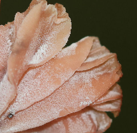 Mushrooms - Laccaria sp. Maybe Laccaria tortilis?

Habitat: Growing in clusters near rotting wood, but on dirt; Mixed forest
https://www.jungledragon.com/image/92076/mushrooms_-_laccaria_sp.html
https://www.jungledragon.com/image/92078/mushrooms_-_laccaria_sp.html
https://www.jungledragon.com/image/92077/mushrooms_-_laccaria_sp.html Geotagged,Summer,United States