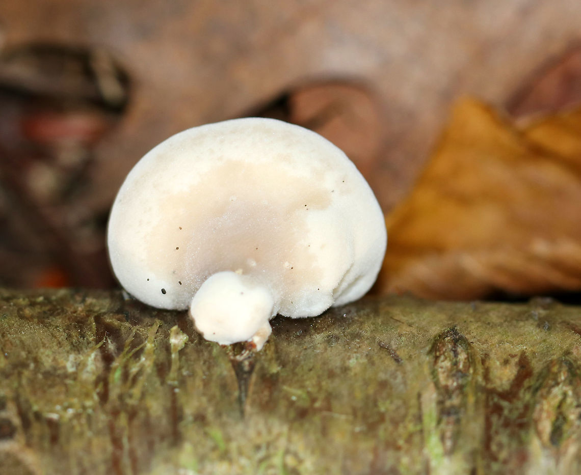 Tyromyces chioneus? Habitat: White polypore growing on rotting birch Geotagged,Summer,Tyromyces chioneus,United States,polypore