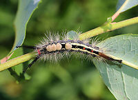 White-marked tussock moth caterpillar - Orgyia leucostigma Bright red head, yellow middorsal tufts on A1-A4, and a black middorsal stripe that is flanked by yellow subdorsal stripes. <br />
<br />
Habitat: I found this caterpillar trapped in an enclosed butterfly house!<br />
https://www.jungledragon.com/image/92128/white-marked_tussock_moth_caterpillar_-_orgyia_leucostigma.html<br />
 Geotagged,Orgyia,Orgyia leucostigma,Summer,United States,White-marked tussock moth,caterpillar,larva