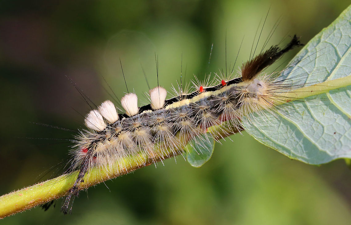 White-marked tussock moth caterpillar - Orgyia leucostigma Bright red head, yellow middorsal tufts on A1-A4, and a black middorsal stripe that is flanked by yellow subdorsal stripes.<br />
<br />
Habitat: I found this caterpillar trapped in an enclosed butterfly house!<br />
<figure class="photo"><a href="https://www.jungledragon.com/image/92127/white-marked_tussock_moth_caterpillar_-_orgyia_leucostigma.html" title="White-marked tussock moth caterpillar - Orgyia leucostigma"><img src="https://s3.amazonaws.com/media.jungledragon.com/images/3232/92127_thumb.jpg?AWSAccessKeyId=05GMT0V3GWVNE7GGM1R2&Expires=1759968010&Signature=XTvsbSM0knbZpG4u1zbx%2BAHD3us%3D" width="200" height="146" alt="White-marked tussock moth caterpillar - Orgyia leucostigma Bright red head, yellow middorsal tufts on A1-A4, and a black middorsal stripe that is flanked by yellow subdorsal stripes. <br />
<br />
Habitat: I found this caterpillar trapped in an enclosed butterfly house!<br />
https://www.jungledragon.com/image/92128/white-marked_tussock_moth_caterpillar_-_orgyia_leucostigma.html<br />
 Geotagged,Orgyia,Orgyia leucostigma,Summer,United States,White-marked tussock moth,caterpillar,larva" /></a></figure> Geotagged,Orgyia leucostigma,Summer,United States,White-marked tussock moth