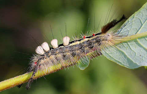 White-marked tussock moth caterpillar - Orgyia leucostigma Bright red head, yellow middorsal tufts on A1-A4, and a black middorsal stripe that is flanked by yellow subdorsal stripes.

Habitat: I found this caterpillar trapped in an enclosed butterfly house!
https://www.jungledragon.com/image/92127/white-marked_tussock_moth_caterpillar_-_orgyia_leucostigma.html Geotagged,Orgyia leucostigma,Summer,United States,White-marked tussock moth