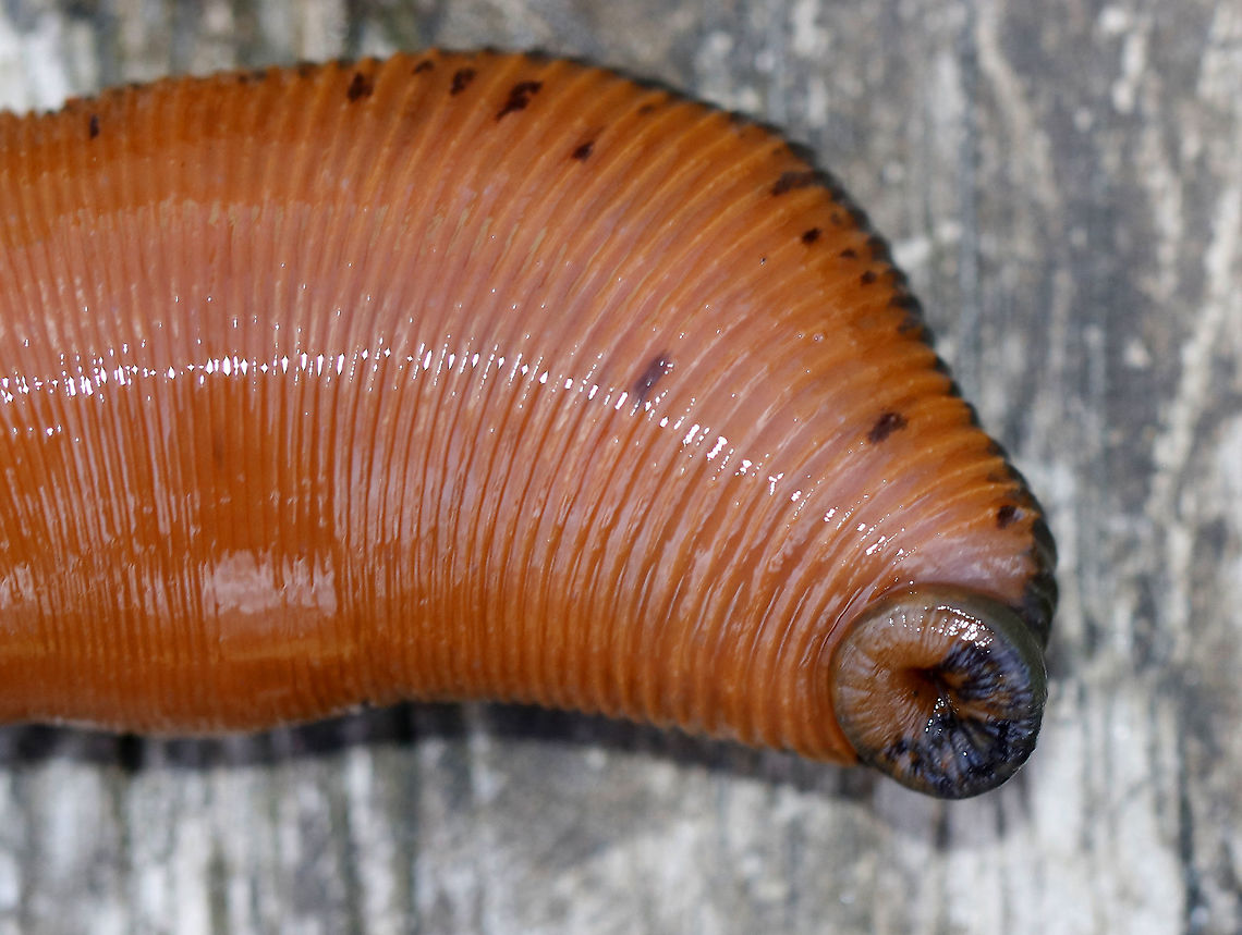 North American Medicinal Leech (Mouth) - Macrobdella decora These leeches were HUGE!! I caught two that were about 15 cm (6 in) long! They can grow up to 5 times their size after sucking blood! They were very difficult to pick up because they stretch out and are super slippery.<br />
<br />
Habitat: Shady, woodland pond - likely feeding on frogs<br />
<figure class="photo"><a href="https://www.jungledragon.com/image/92134/north_american_medicinal_leech_-_macrobdella_decora.html" title="North American Medicinal Leech - Macrobdella decora"><img src="https://s3.amazonaws.com/media.jungledragon.com/images/3232/92134_thumb.jpg?AWSAccessKeyId=05GMT0V3GWVNE7GGM1R2&Expires=1767225610&Signature=T20gBJuGFQEWtXsT0CkQO4BCY8s%3D" width="200" height="136" alt="North American Medicinal Leech - Macrobdella decora These leeches were HUGE!! I caught two that were about 15 cm (6 in) long! They can grow up to 5 times their size after sucking blood! They were very difficult to pick up because they stretch out and are super slippery.<br />
<br />
Habitat: Shady, woodland pond - likely feeding on frogs<br />
https://www.jungledragon.com/image/92133/north_american_medicinal_leech_-_macrobdella_decora.html<br />
https://www.jungledragon.com/image/92132/north_american_medicinal_leech_mouth_-_macrobdella_decora.html<br />
<br />
https://vimeo.com/405173180 Geotagged,Macrobdella decora,Spring,United States" /></a></figure><br />
<figure class="photo"><a href="https://www.jungledragon.com/image/92133/north_american_medicinal_leech_-_macrobdella_decora.html" title="North American Medicinal Leech - Macrobdella decora"><img src="https://s3.amazonaws.com/media.jungledragon.com/images/3232/92133_thumb.jpg?AWSAccessKeyId=05GMT0V3GWVNE7GGM1R2&Expires=1767225610&Signature=6E1mKW2iAo%2BJwEmhv5Y%2Fb2PUEW8%3D" width="200" height="136" alt="North American Medicinal Leech - Macrobdella decora These leeches were HUGE!! I caught two that were about 15 cm (6 in) long! They can grow up to 5 times their size after sucking blood! They were very difficult to pick up because they stretch out and are super slippery.<br />
<br />
Habitat: Shady, woodland pond - likely feeding on frogs<br />
https://www.jungledragon.com/image/92134/north_american_medicinal_leech_-_macrobdella_decora.html<br />
https://www.jungledragon.com/image/92132/north_american_medicinal_leech_mouth_-_macrobdella_decora.html<br />
<br />
https://vimeo.com/405173180 Geotagged,Macrobdella decora,Spring,United States" /></a></figure><br />
<br />
<section class="video"><iframe width="448" height="252" src="https://player.vimeo.com/video/405173180?title=0&byline=0&portrait=0" frameborder="0"></iframe></section> Geotagged,Macrobdella,Macrobdella decora,North American Medicinal Leech,Spring,United States,freshwater leech,leech,medicinal leech