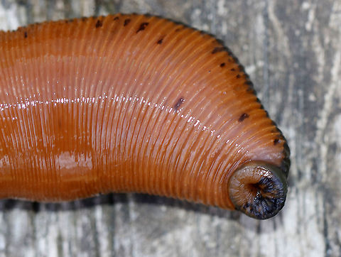 North American Medicinal Leech (Mouth) - Macrobdella decora These leeches were HUGE!! I caught two that were about 15 cm (6 in) long! They can grow up to 5 times their size after sucking blood! They were very difficult to pick up because they stretch out and are super slippery.

Habitat: Shady, woodland pond - likely feeding on frogs
https://www.jungledragon.com/image/92134/north_american_medicinal_leech_-_macrobdella_decora.html
https://www.jungledragon.com/image/92133/north_american_medicinal_leech_-_macrobdella_decora.html

https://vimeo.com/405173180 Geotagged,Macrobdella,Macrobdella decora,North American Medicinal Leech,Spring,United States,freshwater leech,leech,medicinal leech