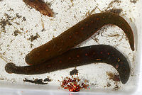 North American Medicinal Leech - Macrobdella decora These leeches were HUGE!! I caught two that were about 15 cm (6 in) long! They can grow up to 5 times their size after sucking blood! They were very difficult to pick up because they stretch out and are super slippery.<br />
<br />
Habitat: Shady, woodland pond - likely feeding on frogs<br />
https://www.jungledragon.com/image/92134/north_american_medicinal_leech_-_macrobdella_decora.html<br />
https://www.jungledragon.com/image/92132/north_american_medicinal_leech_mouth_-_macrobdella_decora.html<br />
<br />
https://vimeo.com/405173180 Geotagged,Macrobdella decora,Spring,United States