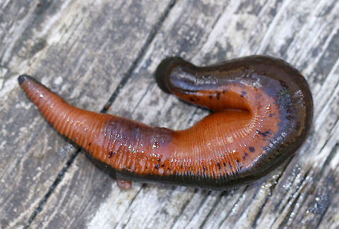 North American Medicinal Leech - Macrobdella decora These leeches were HUGE!! I caught two that were about 15 cm (6 in) long! They can grow up to 5 times their size after sucking blood! They were very difficult to pick up because they stretch out and are super slippery.

Habitat: Shady, woodland pond - likely feeding on frogs
https://www.jungledragon.com/image/92133/north_american_medicinal_leech_-_macrobdella_decora.html
https://www.jungledragon.com/image/92132/north_american_medicinal_leech_mouth_-_macrobdella_decora.html

https://vimeo.com/405173180 Geotagged,Macrobdella decora,Spring,United States