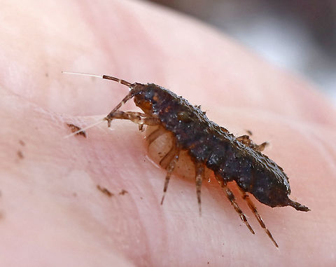 Aquatic Sow Bug (Subphylum Crustacea, Order Isopoda, Family Asellidae) - Caecidotea communis *Species ID is tentative

This was awesome! We caught several females, like this one, with full brood pouches! (Females carry eggs in brood pouches underneath their body.)

Habitat: Shady, woodland pond
https://www.jungledragon.com/image/92138/aquatic_sow_bug_subphylum_crustacea_order_isopoda_family_asellidae_-_brood_pouch_hatching.html
https://www.jungledragon.com/image/92137/aquatic_sow_bug_subphylum_crustacea_order_isopoda_family_asellidae_-_brood_pouch.html Aquatic Sow Bug,Caecidotea,Caecidotea communis,Geotagged,Spring,United States,aquatic invertebrate,aquatic sowbug,brood pouch,invertebrate,water hoglouse,water lice,water slater,waterlouse