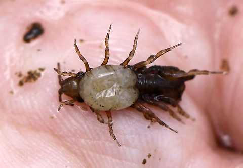 Aquatic Sow Bug (Subphylum Crustacea, Order Isopoda, Family Asellidae) Brood Pouch - Caecidotea communis *Species ID is tentative

This was awesome! We caught several females, like this one, with full brood pouches! (Females carry eggs in brood pouches underneath their body.)

Habitat: Shady, woodland pond

https://www.jungledragon.com/image/92136/aquatic_sow_bug_subphylum_crustacea_order_isopoda_family_asellidae.html
https://www.jungledragon.com/image/92138/aquatic_sow_bug_subphylum_crustacea_order_isopoda_family_asellidae_-_brood_pouch_hatching.html Caecidotea,Caecidotea communis,Geotagged,Spring,United States