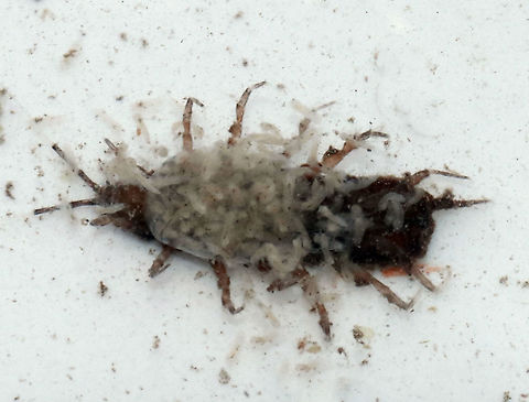 Aquatic Sow Bug (Subphylum Crustacea, Order Isopoda, Family Asellidae) Brood Pouch Hatching - Caecidotea communis *Species ID is tentative

This was awesome! We caught several females, like this one, with full brood pouches! (Females carry eggs in brood pouches underneath their body.)

Habitat: Shady, woodland pond
https://www.jungledragon.com/image/92136/aquatic_sow_bug_subphylum_crustacea_order_isopoda_family_asellidae.html
https://www.jungledragon.com/image/92137/aquatic_sow_bug_subphylum_crustacea_order_isopoda_family_asellidae_-_brood_pouch.html Caecidotea,Caecidotea communis,Geotagged,Spring,United States