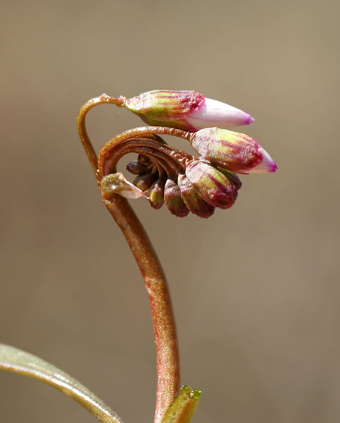 Spring Beauty Buds - Claytonia virginica Low plant with clusters of white flowers that are striped with pink. Flowers have 5 petals with 5 stamens and pink anthers.<br />
<br />
This plant grows from a underground tuber, which early American colonists and Native Americans used for food. The tubers have a sweet, chestnut-like flavor.<br />
<br />
Habitat: Swampy, deciduous forest Claytonia virginica,Eastern spring beauty,Geotagged,Spring,United States