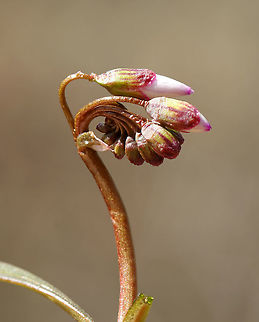 Spring Beauty Buds - Claytonia virginica Low plant with clusters of white flowers that are striped with pink. Flowers have 5 petals with 5 stamens and pink anthers.

This plant grows from a underground tuber, which early American colonists and Native Americans used for food. The tubers have a sweet, chestnut-like flavor.

Habitat: Swampy, deciduous forest Claytonia virginica,Eastern spring beauty,Geotagged,Spring,United States