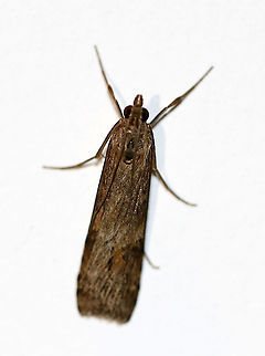 Lucerne Moth - Nomophila nearctica Habitat: Attracted to a 395 nm LED light in a rural area

2020(12) Geotagged,Lucerne moth,Nomophila,Nomophila nearctica,Spring,United States,moth