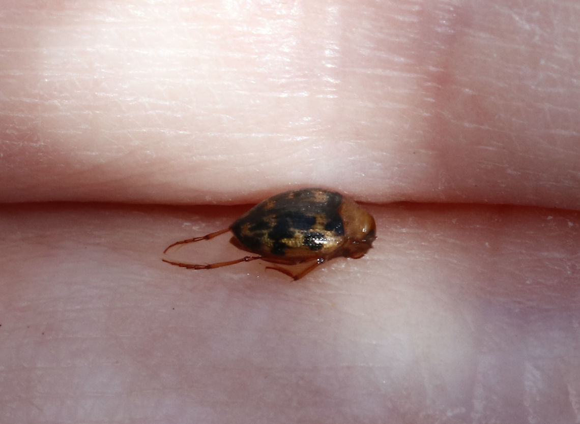 Haliplus fasciatus This cutie was about 3 mm long. Adults are found in emergent vegetation along the edges of permanent ponds.<br />
<br />
Habitat: Pond edge Geotagged,Haliplus fasciatus,Spring,United States,aquatic beetle,beetle