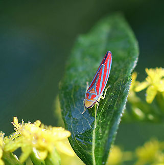 Candy-striped Leafhopper - Graphocephala coccinea Habitat: Rural garden Candy-striped leafhopper,Geotagged,Graphocephala,Graphocephala coccinea,Summer,United States,leafhopper