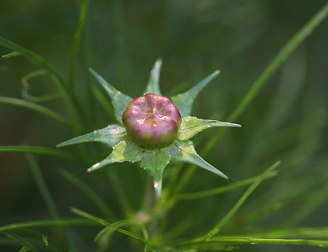 Garden Cosmos Bud - Cosmos bipinnatus Habitat: Rural garden Cosmos,Cosmos bipinnatus,Garden Cosmos,Geotagged,Summer,United States,bud,flower bud