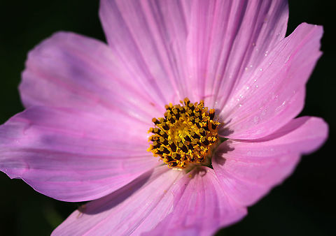 Garden Cosmos - Cosmos bipinnatus Habitat: Rural garden
https://www.jungledragon.com/image/92158/garden_cosmos_-_cosmos_bipinnatus.html Cosmos,Cosmos bipinnatus,Garden Cosmos,Geotagged,Summer,United States,flower,pink,pink flower