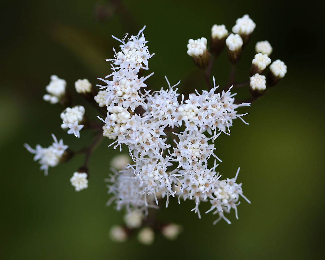 White Snakeroot - Ageratina altissima Early settlers thought that this plant was good to treat snakebites. But, it is actually highly toxic. In fact, Abraham Lincoln's mother was believed to have died from ingesting this plant (directly or indirectly).<br />
<br />
Habitat: Deciduous forest Ageratina,Ageratina altissima,Geotagged,Summer,United States,White snakeroot,flowers,snakeroot,white flowers