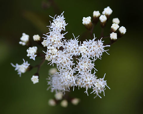 White Snakeroot - Ageratina altissima Early settlers thought that this plant was good to treat snakebites. But, it is actually highly toxic. In fact, Abraham Lincoln's mother was believed to have died from ingesting this plant (directly or indirectly).

Habitat: Deciduous forest Ageratina,Ageratina altissima,Geotagged,Summer,United States,White snakeroot,flowers,snakeroot,white flowers