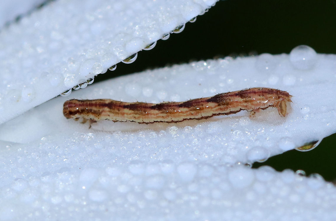 Common Eupithecia Caterpillar - Eupithecia miserulata Habitat: Rural garden Common Eupithecia,Eupithecia,Eupithecia miserulata,Geotagged,Summer,United States,caterpillar,larva