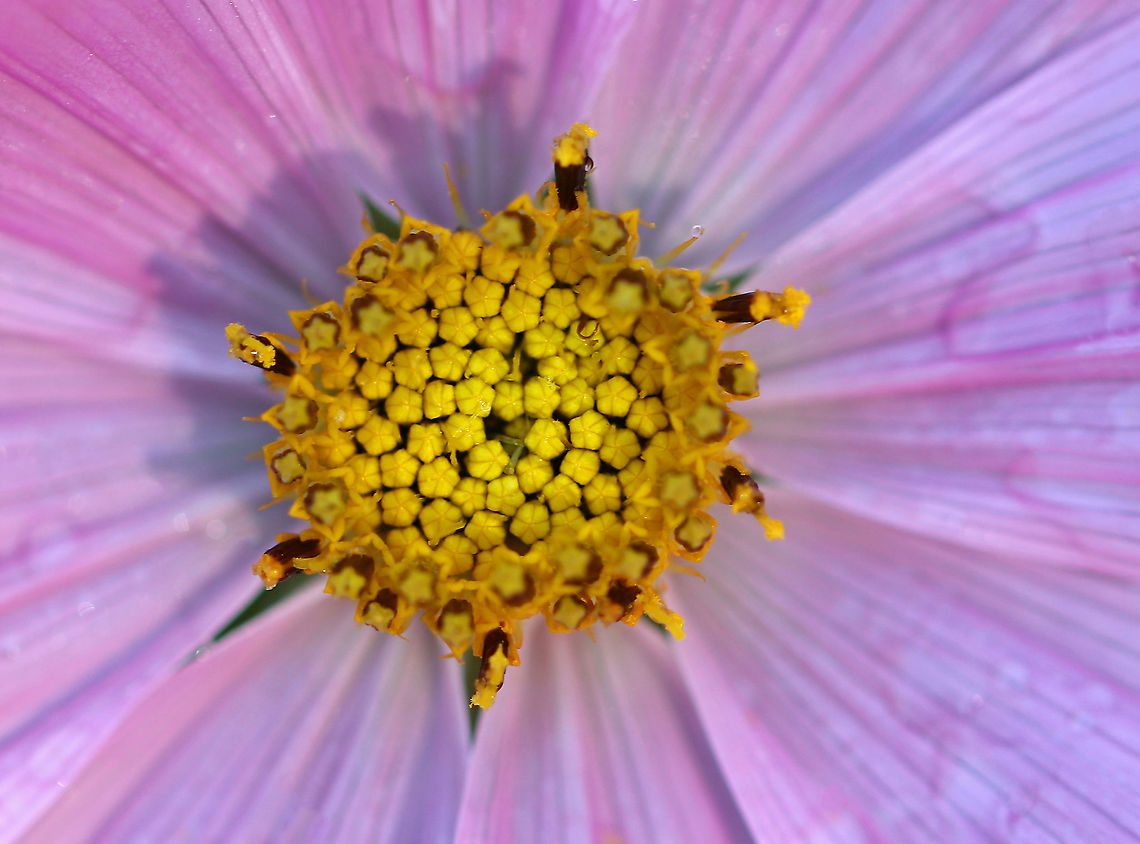 Garden Cosmos - Cosmos bipinnatus Habitat: Rural garden<br />
<figure class="photo"><a href="https://www.jungledragon.com/image/92154/garden_cosmos_-_cosmos_bipinnatus.html" title="Garden Cosmos - Cosmos bipinnatus"><img src="https://s3.amazonaws.com/media.jungledragon.com/images/3232/92154_thumb.jpg?AWSAccessKeyId=05GMT0V3GWVNE7GGM1R2&Expires=1759968010&Signature=nNuH82tvxuqfeNa9djJwXZLF3%2FY%3D" width="200" height="142" alt="Garden Cosmos - Cosmos bipinnatus Habitat: Rural garden<br />
https://www.jungledragon.com/image/92158/garden_cosmos_-_cosmos_bipinnatus.html Cosmos,Cosmos bipinnatus,Garden Cosmos,Geotagged,Summer,United States,flower,pink,pink flower" /></a></figure> Cosmos,Cosmos bipinnatus,Garden Cosmos,Geotagged,Summer,United States