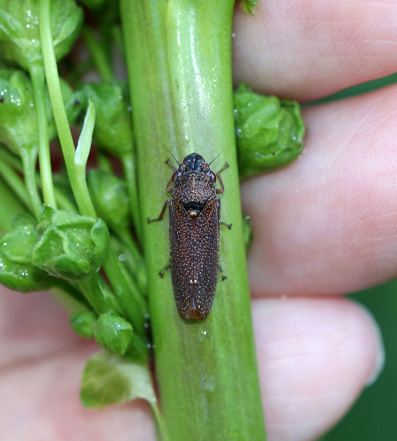 Speckled Sharpshooter - Paraulacizes irrorata TL: ~10 mm.  They are giants compared to other leafhoppers! <br />
<br />
Habitat: Rural garden Geotagged,Paraulacizes irrorata,Speckled Sharpshooter,Summer,United States