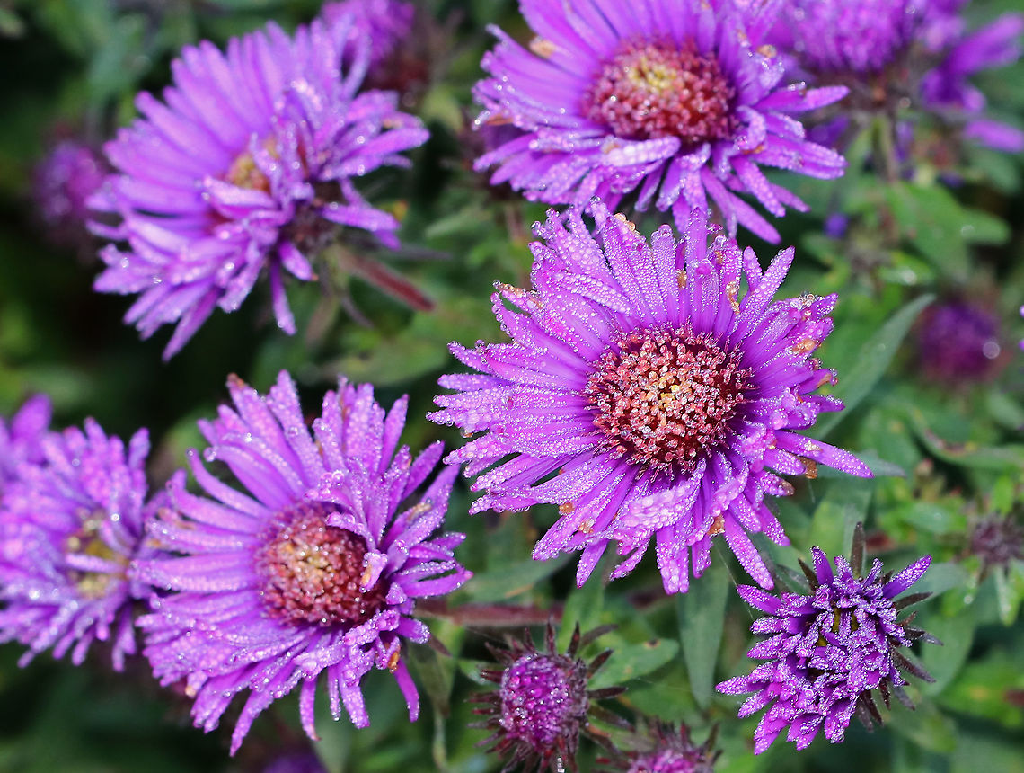 New England Aster - Symphyotrichum novae-angliae They were a bit wet!<br />
<br />
Habitat: Rural garden Geotagged,New England Aster,Summer,Symphyotrichum,Symphyotrichum novae-angliae,United States,aster