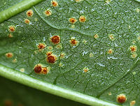 Mallow Rust - Puccinia malvacearum The mallow (Malva sp.) plants were covered in this rust.<br />
<br />
Habitat: Rural garden<br />
https://www.jungledragon.com/image/92163/mallow_rust_-_puccinia_malvacearum.html<br />
https://www.jungledragon.com/image/92162/mallow_rust_-_puccinia_malvacearum.html Geotagged,Puccinia malvacearum,Summer,United States,fungus,hollyhock rust,mallow,mallow rust,malva,rust
