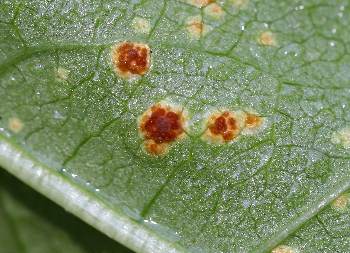 Mallow Rust - Puccinia malvacearum The mallow (Malva sp.) plants were covered in this rust.<br />
<br />
Habitat: Rural garden<br />
<figure class="photo"><a href="https://www.jungledragon.com/image/92161/mallow_rust_-_puccinia_malvacearum.html" title="Mallow Rust - Puccinia malvacearum"><img src="https://s3.amazonaws.com/media.jungledragon.com/images/3232/92161_thumb.jpg?AWSAccessKeyId=05GMT0V3GWVNE7GGM1R2&Expires=1767225610&Signature=307fsbbW48Or2%2BE7mBIP%2BhwXrHI%3D" width="200" height="154" alt="Mallow Rust - Puccinia malvacearum The mallow (Malva sp.) plants were covered in this rust.<br />
<br />
Habitat: Rural garden<br />
https://www.jungledragon.com/image/92163/mallow_rust_-_puccinia_malvacearum.html<br />
https://www.jungledragon.com/image/92162/mallow_rust_-_puccinia_malvacearum.html Geotagged,Puccinia malvacearum,Summer,United States,fungus,hollyhock rust,mallow,mallow rust,malva,rust" /></a></figure><br />
<figure class="photo"><a href="https://www.jungledragon.com/image/92163/mallow_rust_-_puccinia_malvacearum.html" title="Mallow Rust - Puccinia malvacearum"><img src="https://s3.amazonaws.com/media.jungledragon.com/images/3232/92163_thumb.jpg?AWSAccessKeyId=05GMT0V3GWVNE7GGM1R2&Expires=1767225610&Signature=pFvgdu4bhWQQsxoh7462jMrE9IY%3D" width="200" height="126" alt="Mallow Rust - Puccinia malvacearum The mallow (Malva sp.) plants were covered in this rust.<br />
<br />
Habitat: Rural garden<br />
https://www.jungledragon.com/image/92161/mallow_rust_-_puccinia_malvacearum.html<br />
https://www.jungledragon.com/image/92162/mallow_rust_-_puccinia_malvacearum.html Geotagged,Mallow Rust,Puccinia malvacearum,Summer,United States" /></a></figure> Geotagged,Mallow Rust,Puccinia malvacearum,Summer,United States