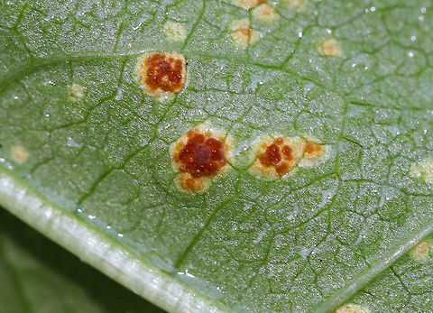 Mallow Rust - Puccinia malvacearum The mallow (Malva sp.) plants were covered in this rust.

Habitat: Rural garden
https://www.jungledragon.com/image/92161/mallow_rust_-_puccinia_malvacearum.html
https://www.jungledragon.com/image/92163/mallow_rust_-_puccinia_malvacearum.html Geotagged,Mallow Rust,Puccinia malvacearum,Summer,United States